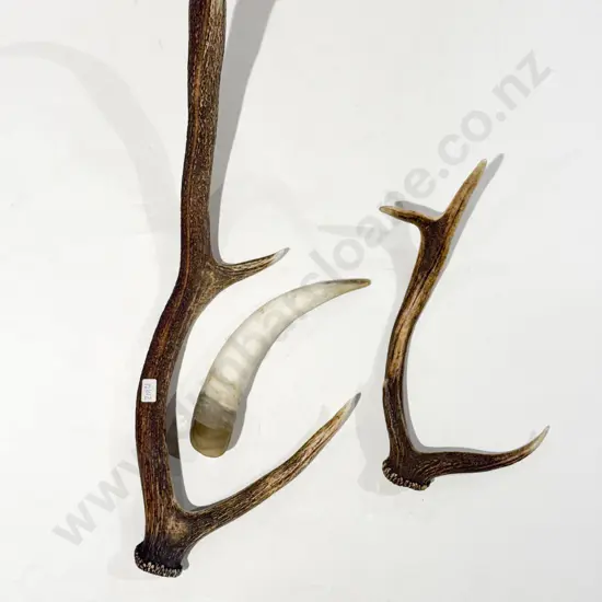 Two Assorted Antlers together with Horn Vessel