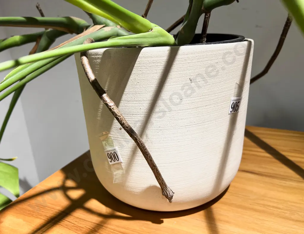Large Potted House Plant Image 1++