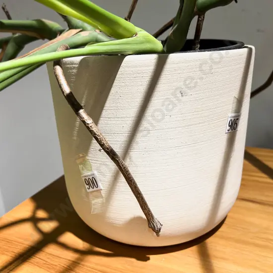 Large Potted House Plant