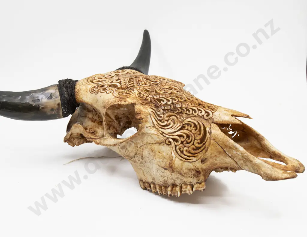 A Balinese Carved Bullock Skull Image 1++