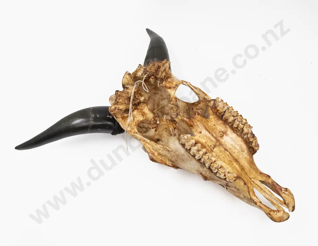 A Balinese Carved Bullock Skull Image 1++