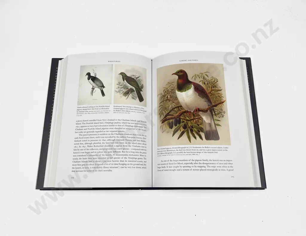 Bird Stories - Geoff Norman Image 1++
