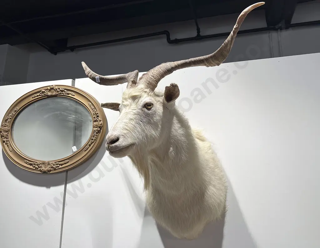 Taxidermy Catalina Goat Image 1++