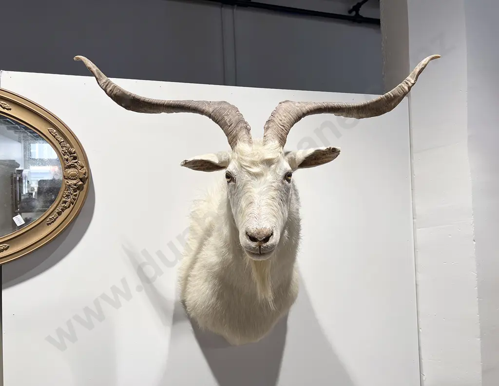 Taxidermy Catalina Goat Image 1++