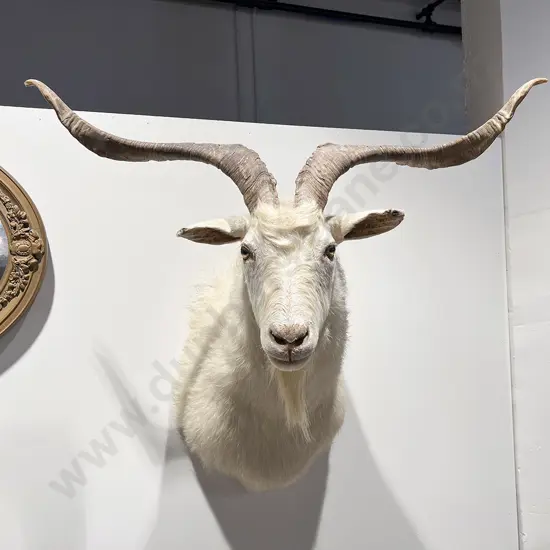 Taxidermy Catalina Goat